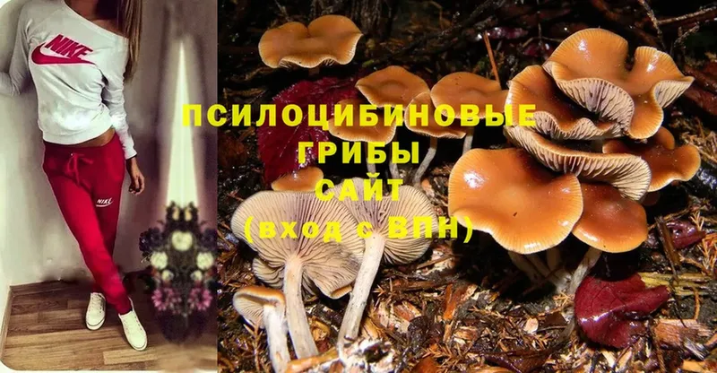 Псилоцибиновые грибы GOLDEN TEACHER  Жуковский 